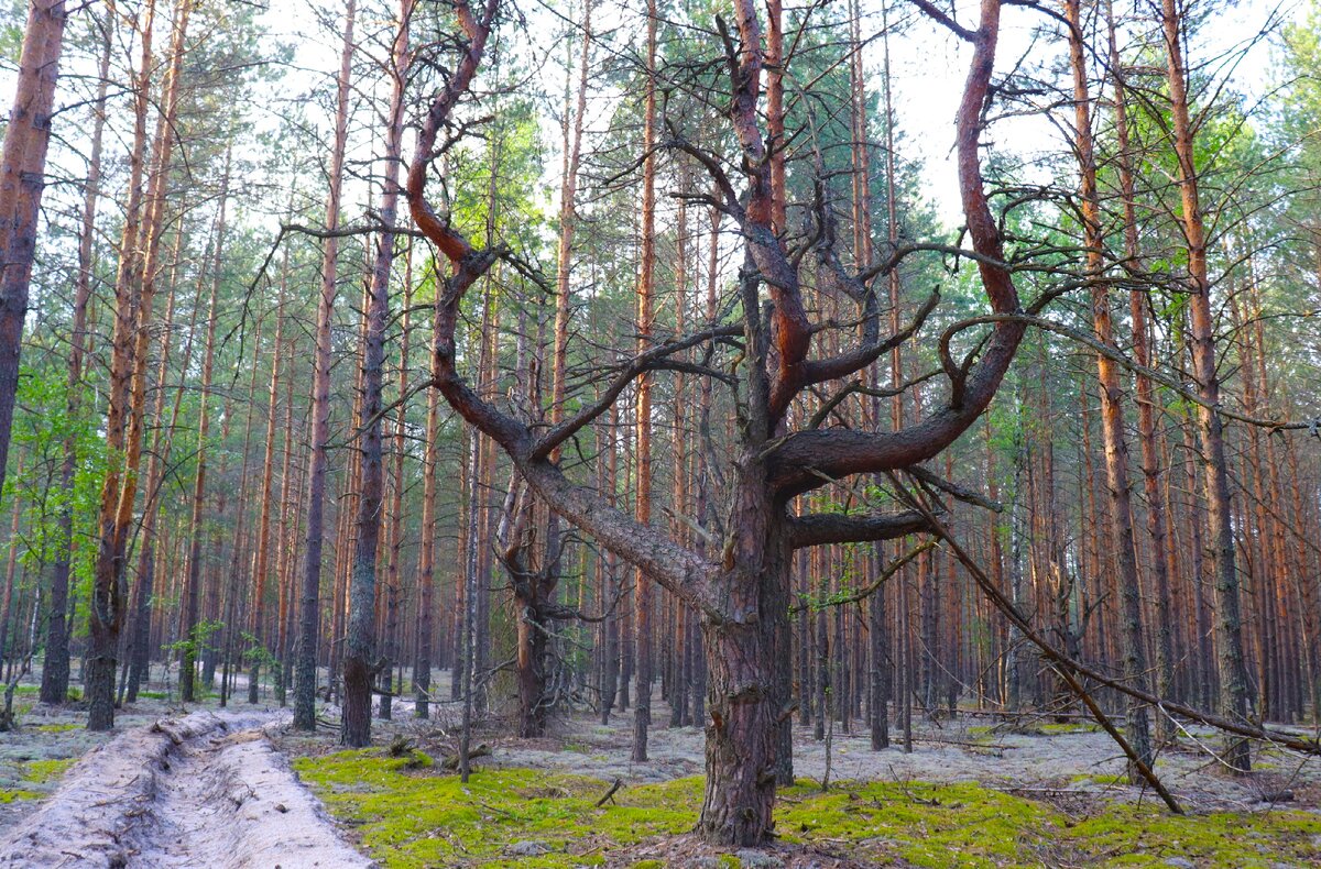 Романовский лес Нижегородская область