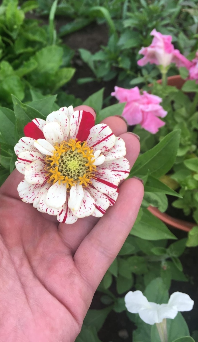 Такие красавцы у меня жили пару лет назад.