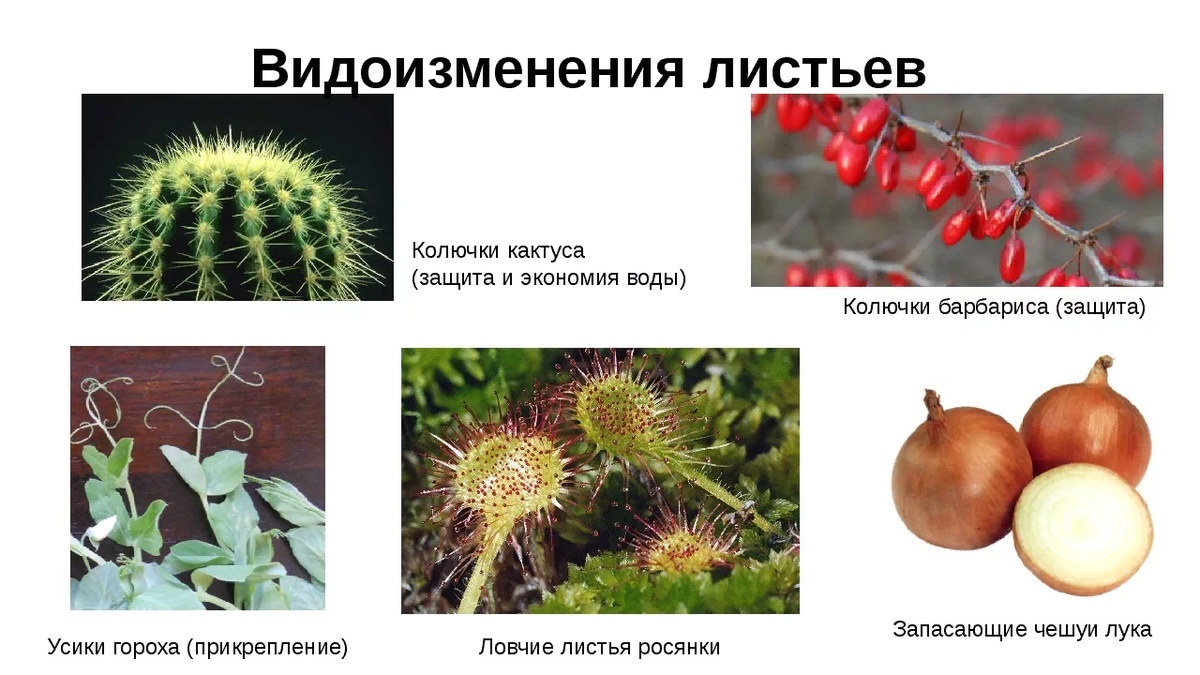 Листья кувшин их функции и примеры растений Методическая разработка урока по биологии "Лист, его строение и значение"