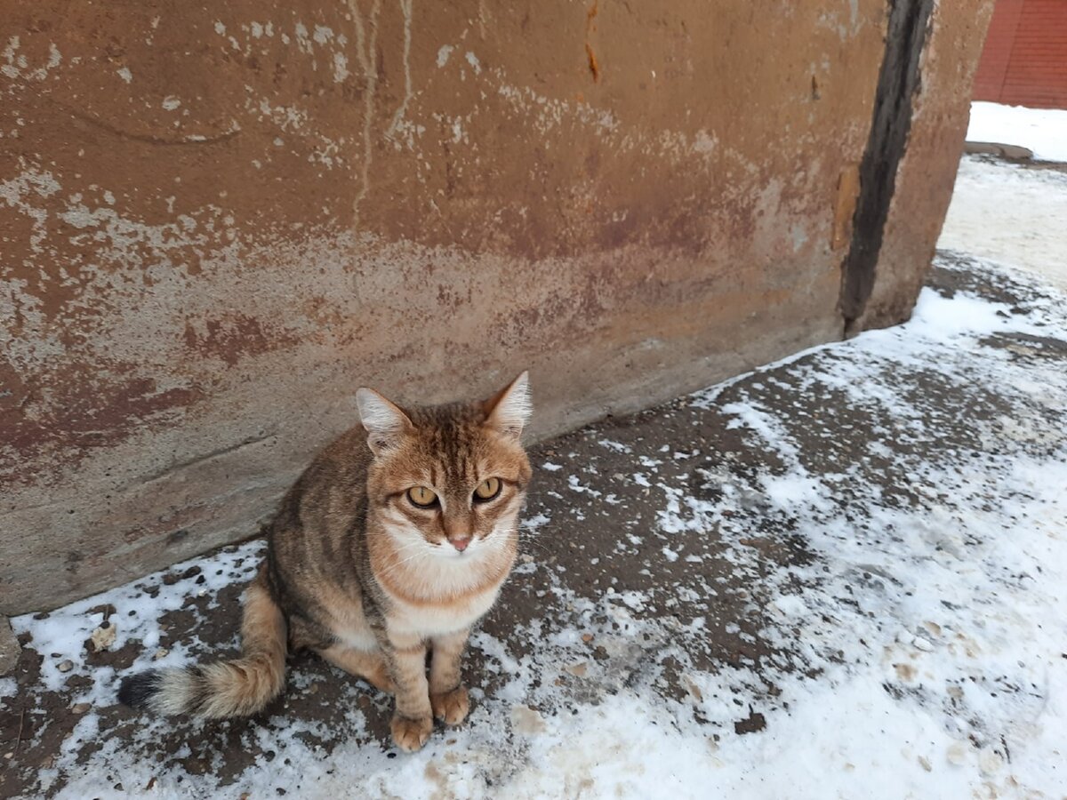 Оставил кота на улице. Бездомыши.