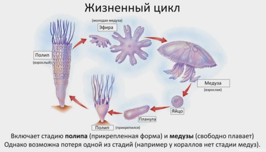 А вы знали? Что медуза как бабочка меняет форму в течении жизни.