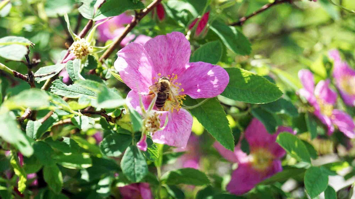 Наши пчёлы.