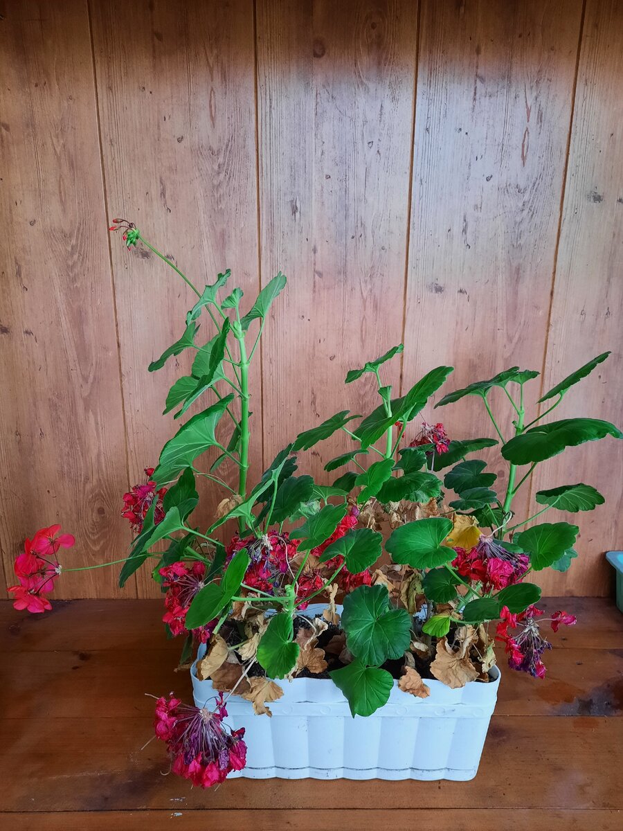 Герань в конце января. Фото1 автора