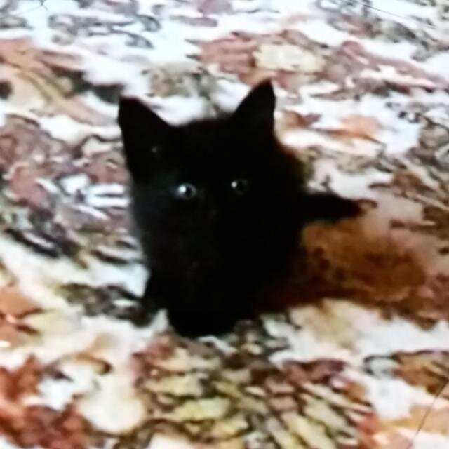 Фото котёнка, когда мы его искупали, после того как нашли.