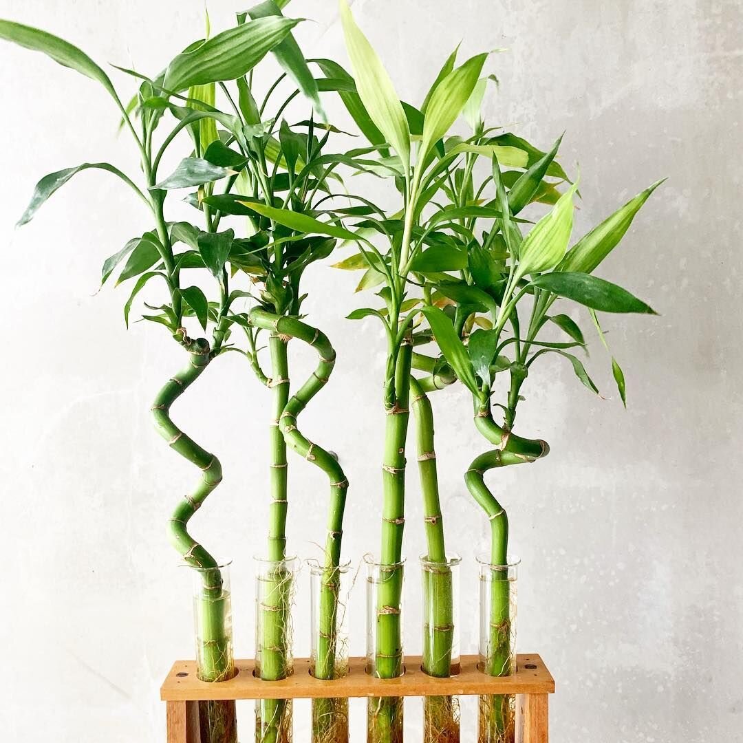 Топ 10 минималистических комнатных растений, которые впишутся в любой интерьер