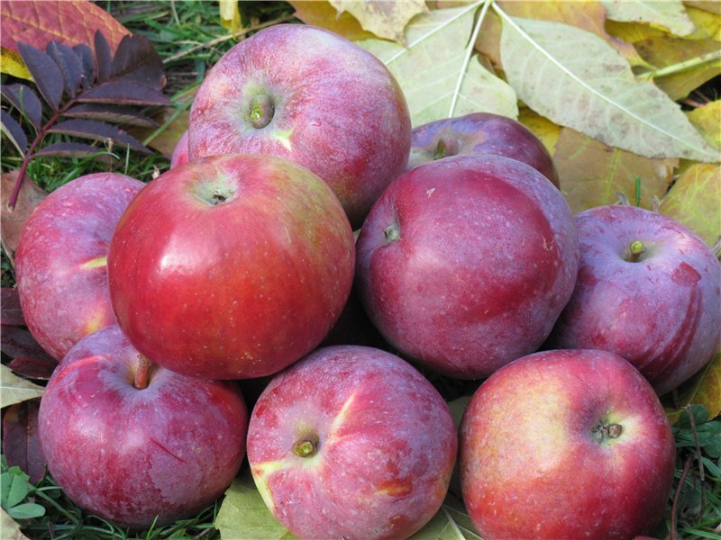 Российские сорта яблок фото с названием