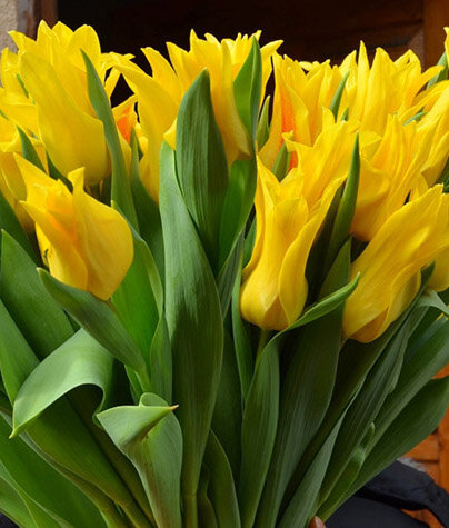 Как вырастить красивые желтые тюльпаны дома на подоконнике?