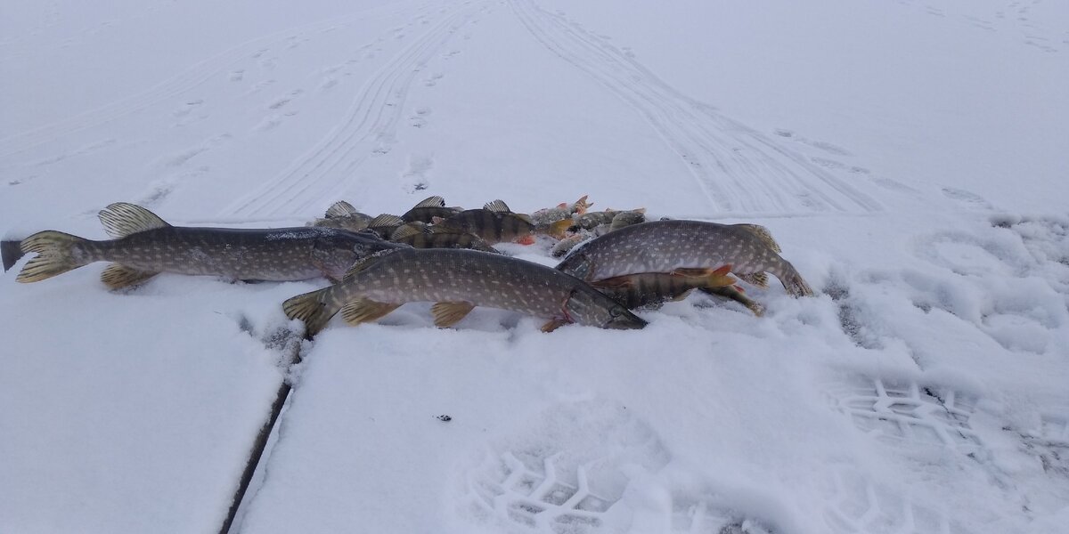 2020г  Республика Алтай