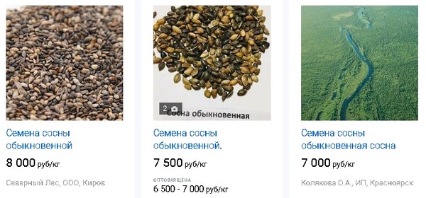 Бизнес на семенах сосны. Как бывший работник лесхоза стал успешным предпринимателем4