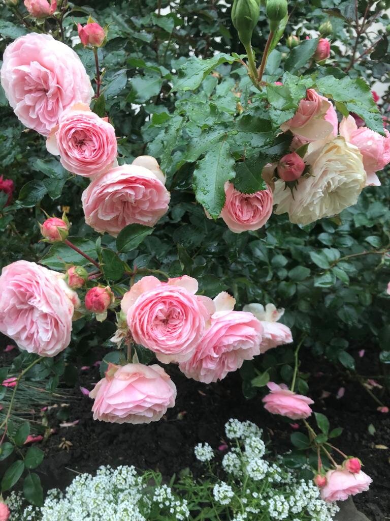 Фото из сада Ольги Протасовой