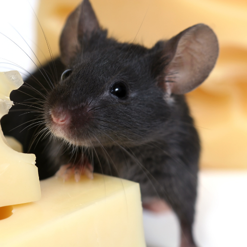 Источник: canva.com 