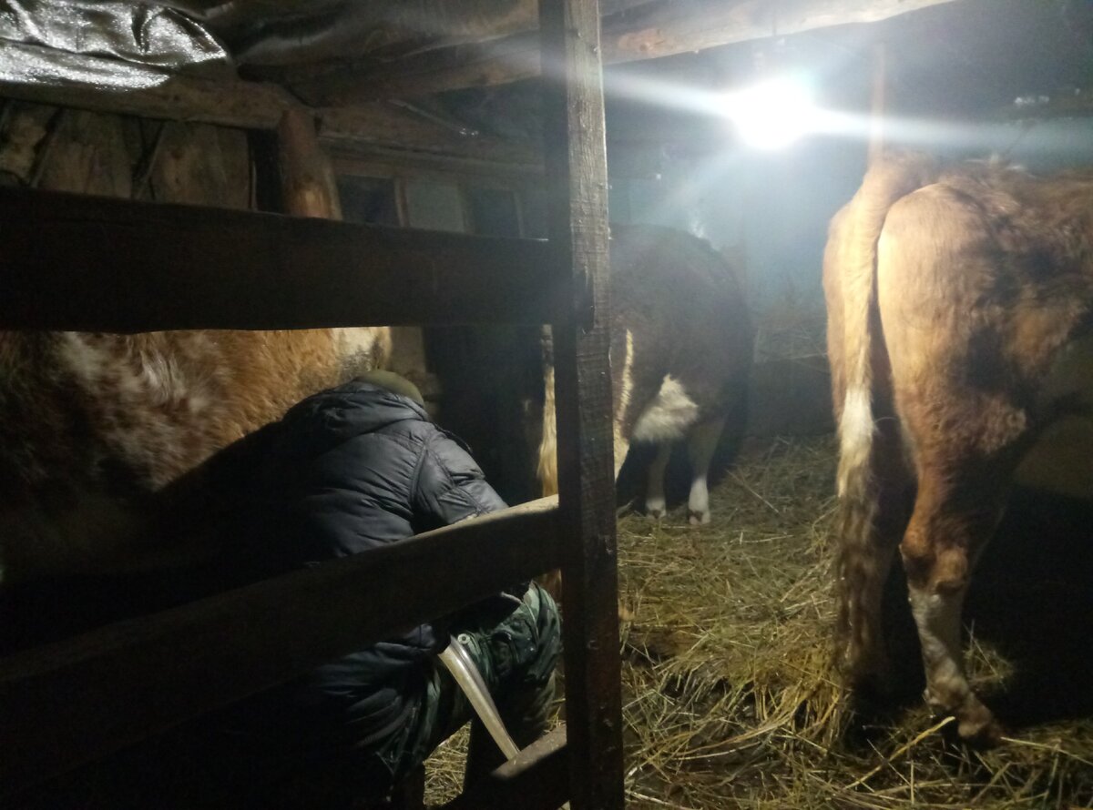 Охраняет доильный аппарат... )))