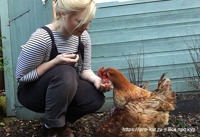 куры несушки весной
