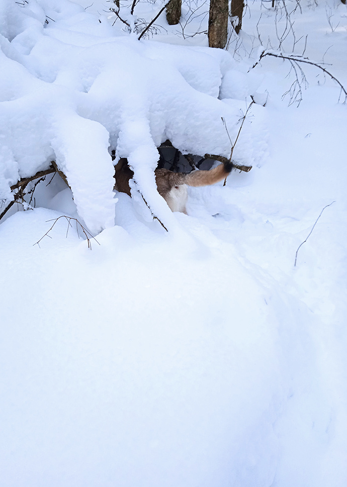 Саарлос Один проверяет, кто ночевал  под валежником  © Фото автора, Дом Саарлоса