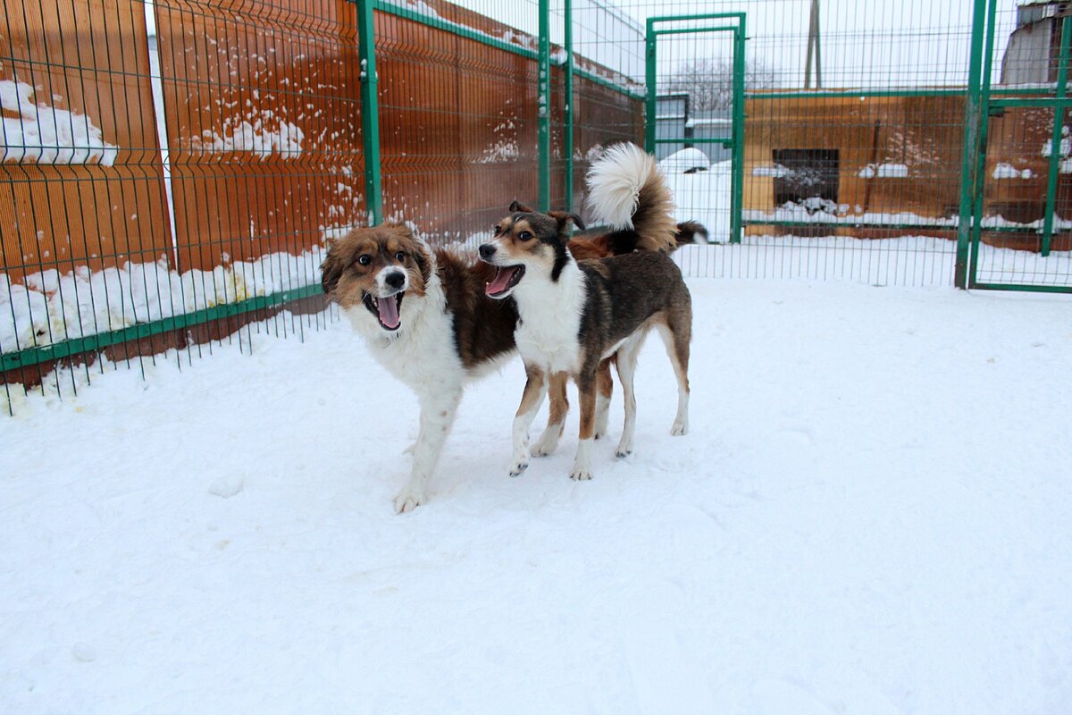 Черри и Майя в нашей гостинице 