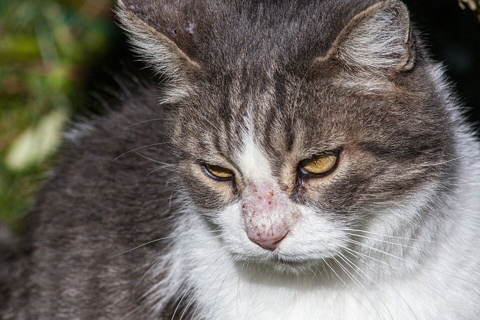 Фото: pixabay.com