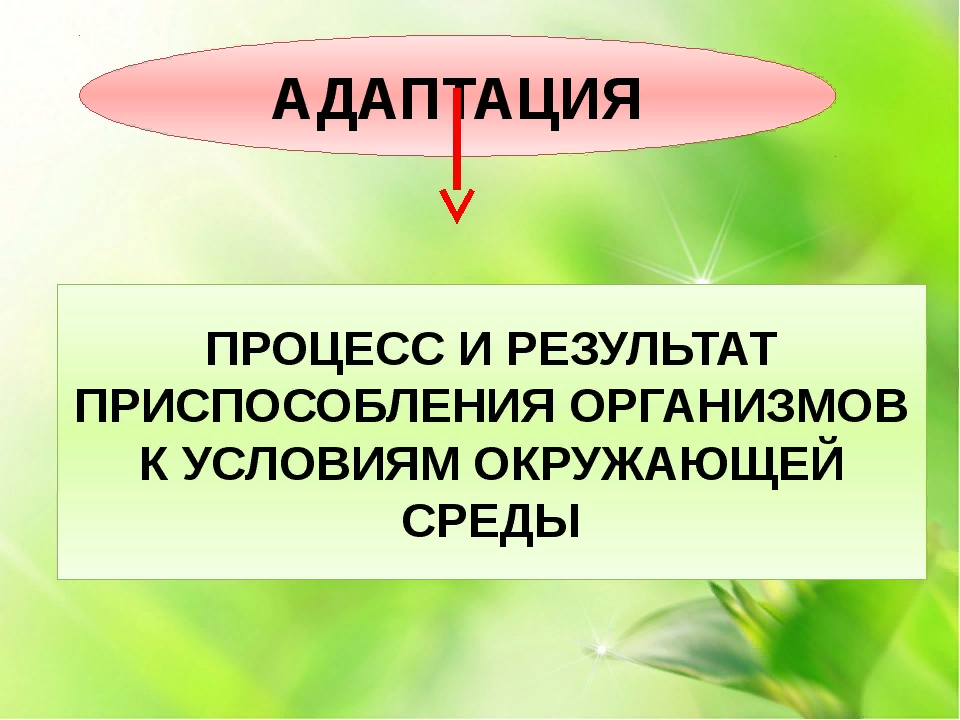 Адаптация организмов к условиям окружающей среды презентация