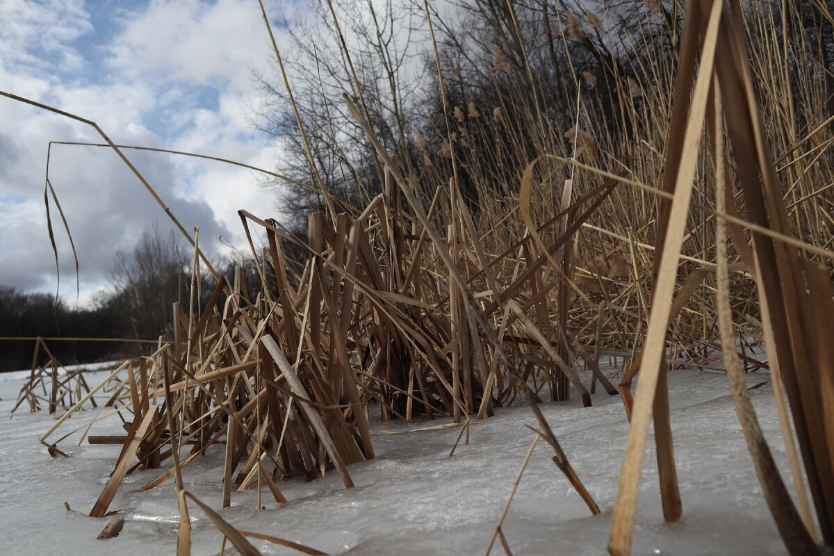 Засохший рогоз