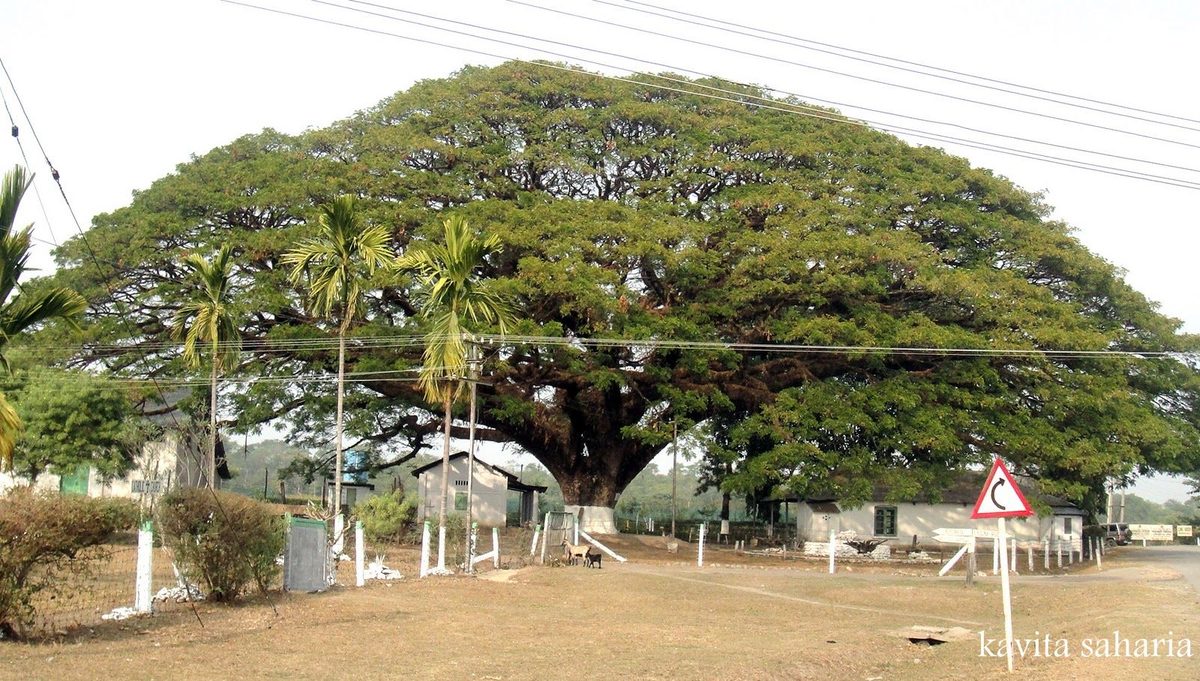 Горчичное дерево (56 фото) »
