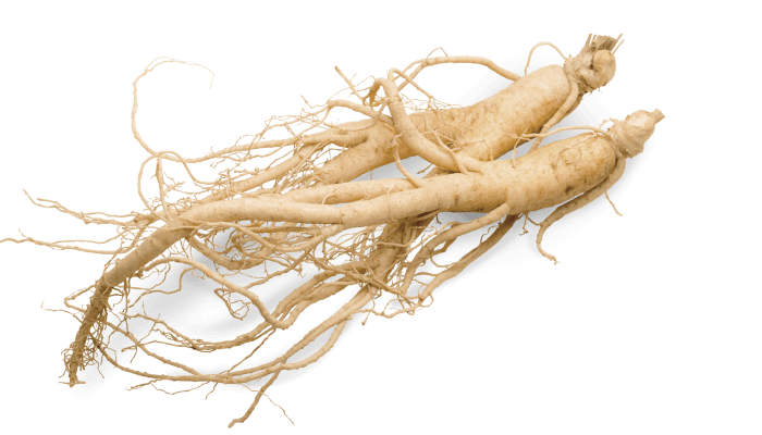 Корень Женьшеня ( Ginseng )