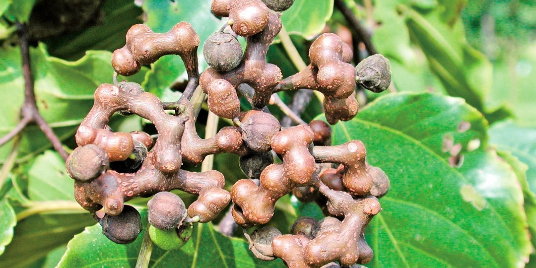 Конфетное дерево(Говения Сладкая)выращиваем дома