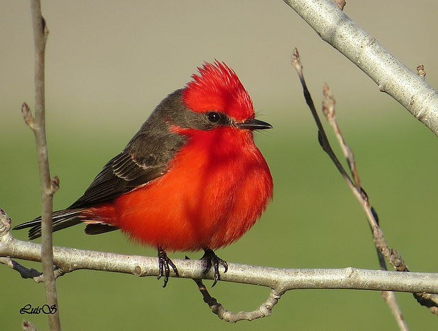 источник: https://foronatura.mforos.com/1916184/11313274-churrinche/