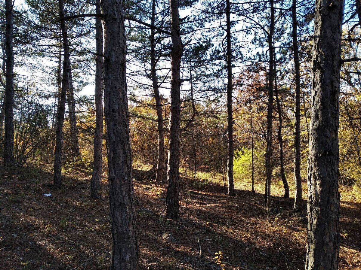 Лес вокруг Морозовки