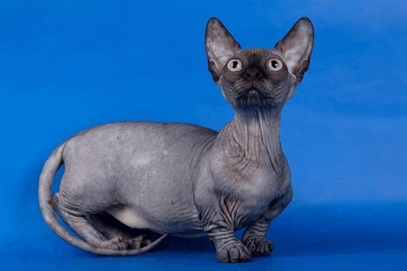 Минскин 
 
Минскин – миниатюрная кошка, отличительными особенностями которой  являются короткие лапы, шелковистая кожа и короткая плотная шерсть на  отдельных участках тела. Выведение породы началось в 1998 году, когда  селекционеры взяли за основу манчкинов и скрещивали их с другими  породами для получения желаемой шерсти.