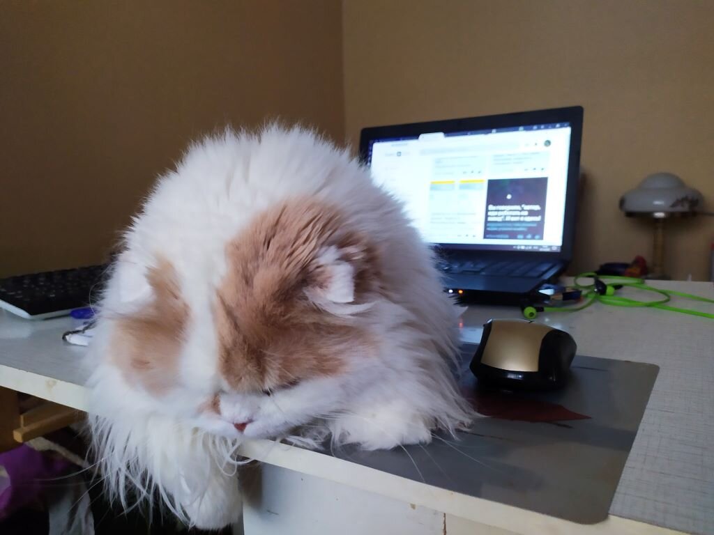 Ваня на рабочем месте)) Занимается любимым делом - дремает