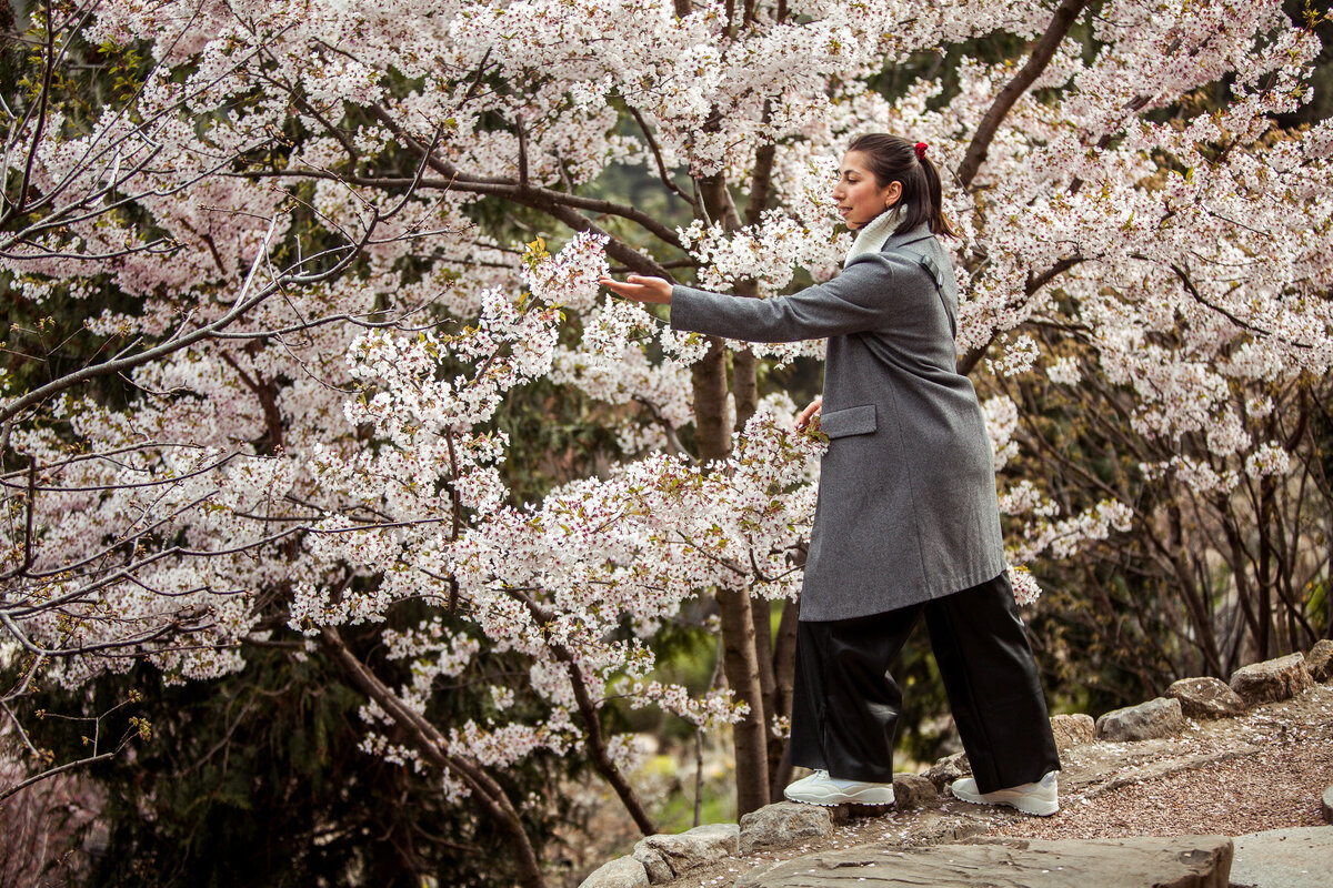 Сакура, Японский сад парка Айвазовское