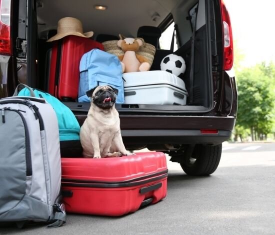 Фото: Яндекс Картинки.