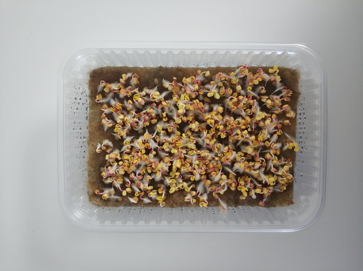 Редис Чайна Роуз