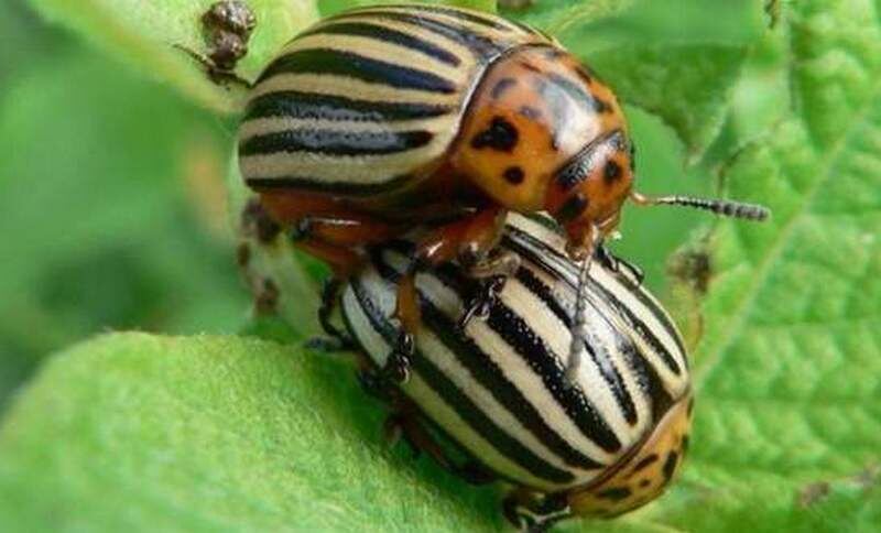 Колорадский Жук обычно достигает 1см. 