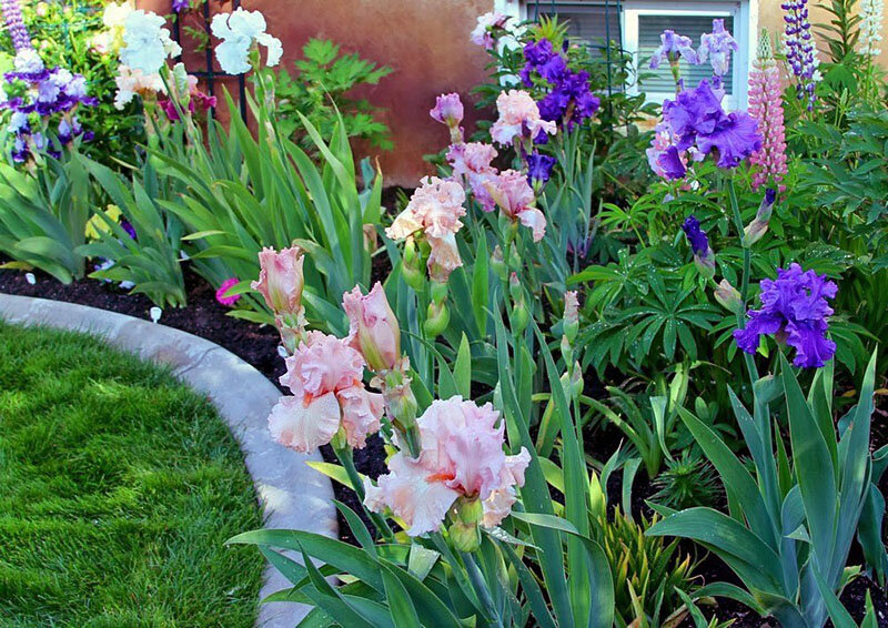 Разновидности ирисов на участке 