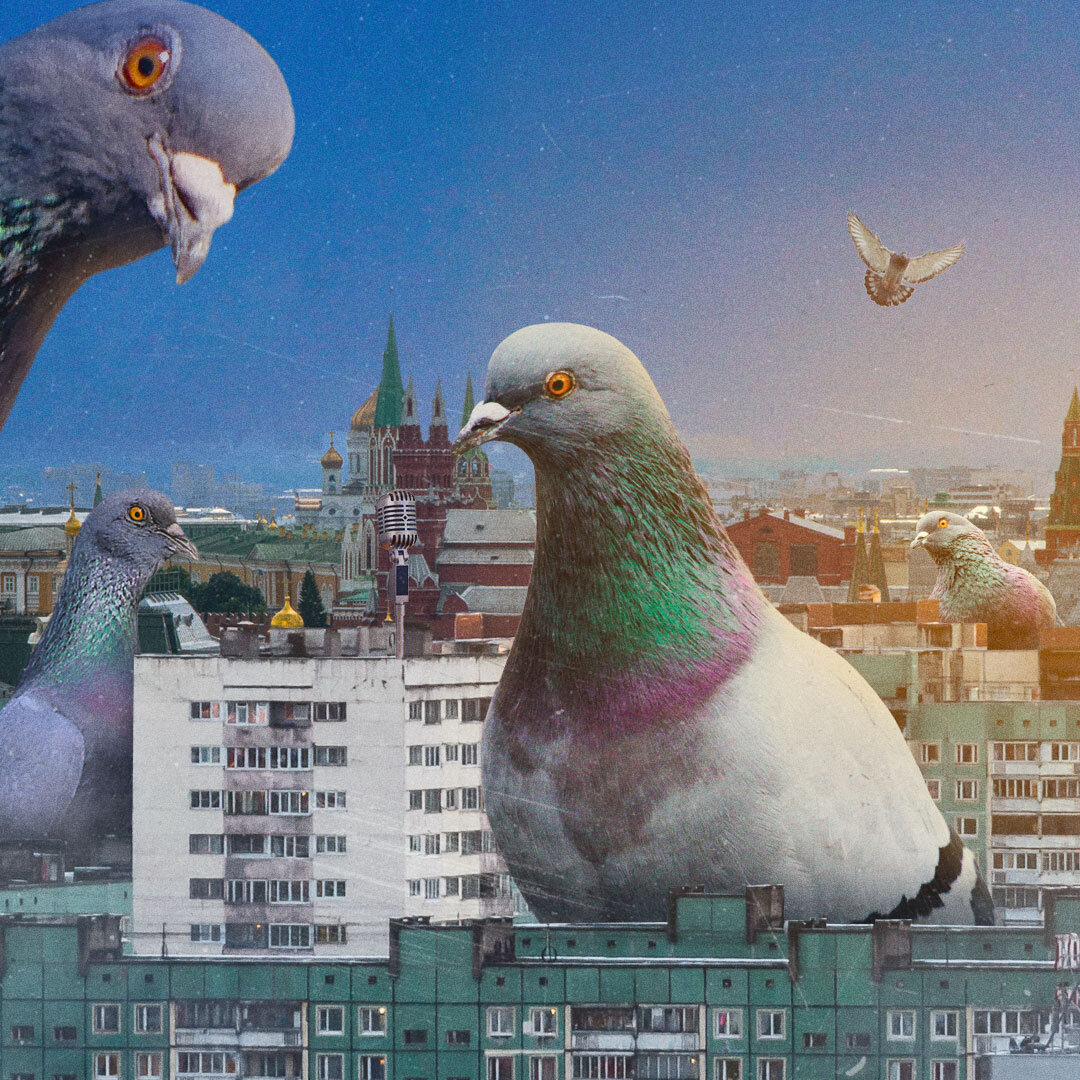 голуби в санкт петербурге