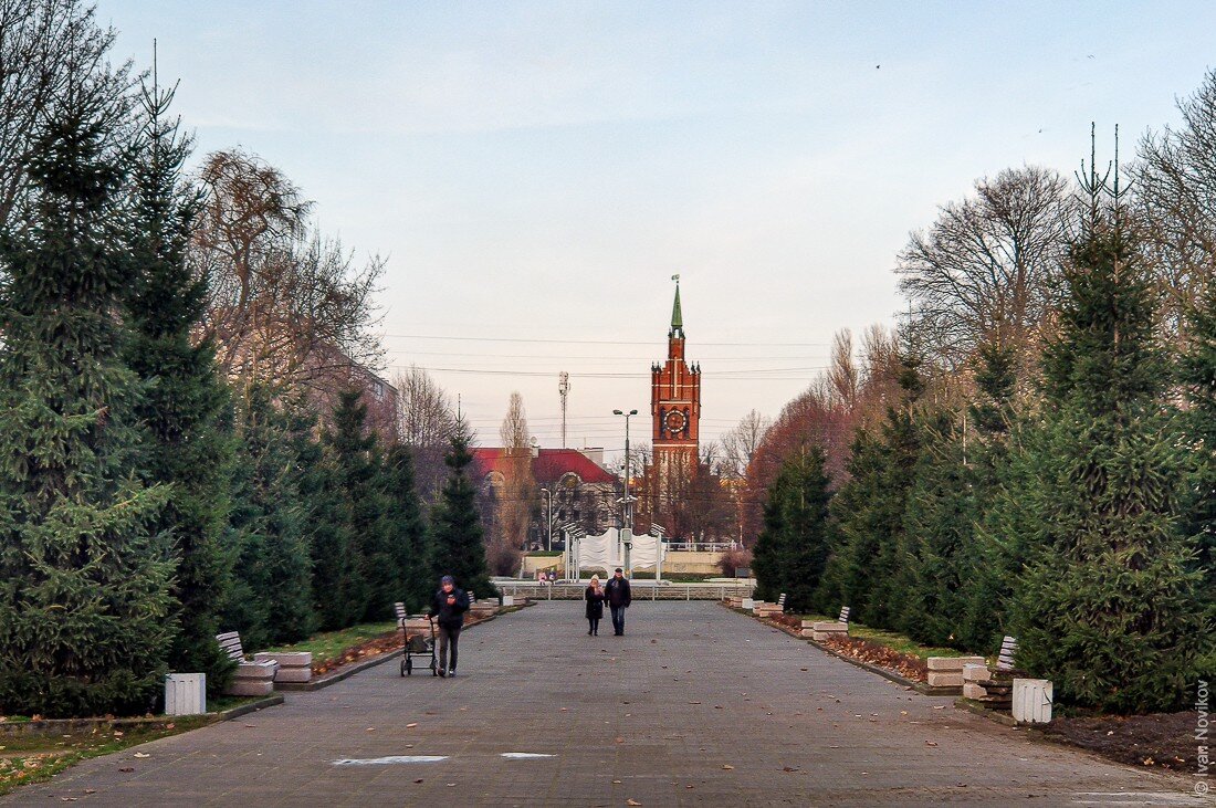 Аллея в Южном парке Калининграда