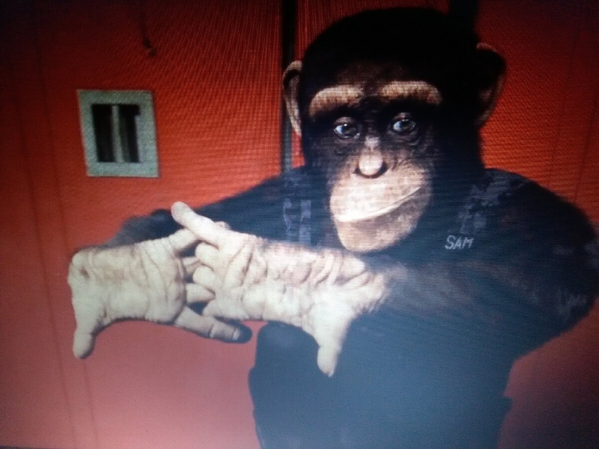 Шимпанзе под прикрытием, агент Сэм