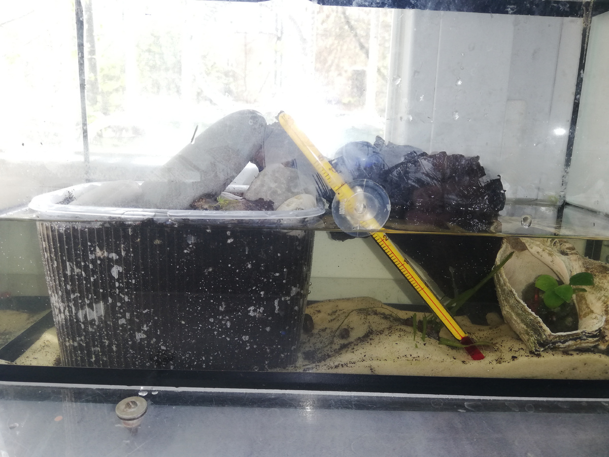 Во время переноса в лоток с грунтом попало немного воды. Это не плохо, а даже хорошо. 