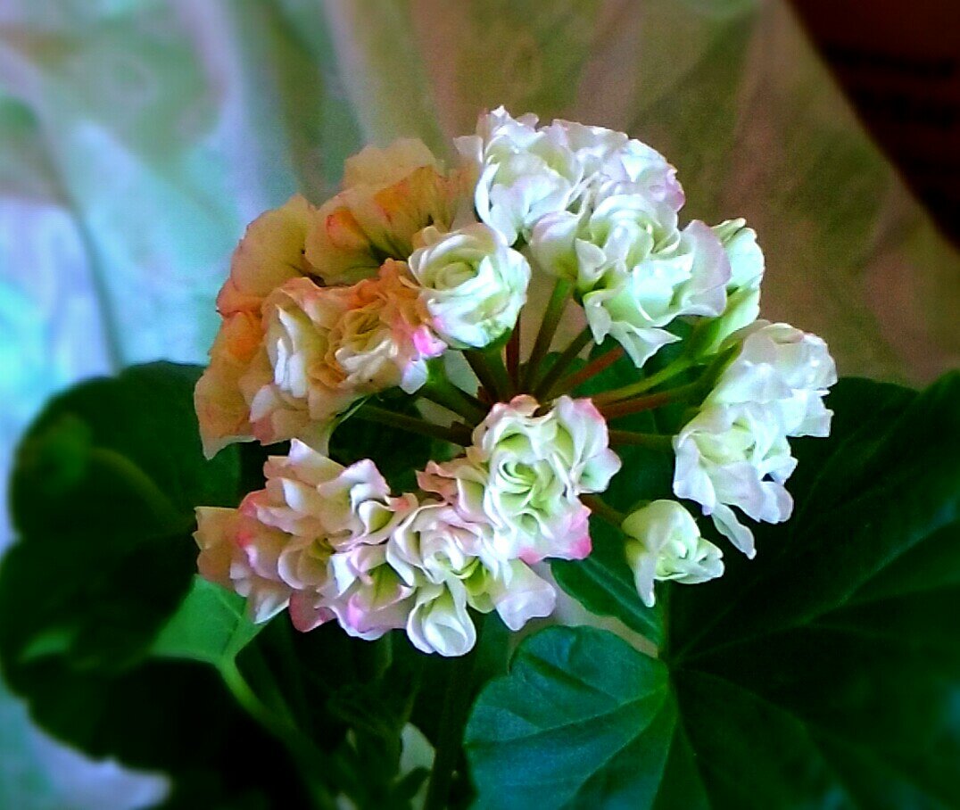 Appleblossom rosebud. Первое цветение! 