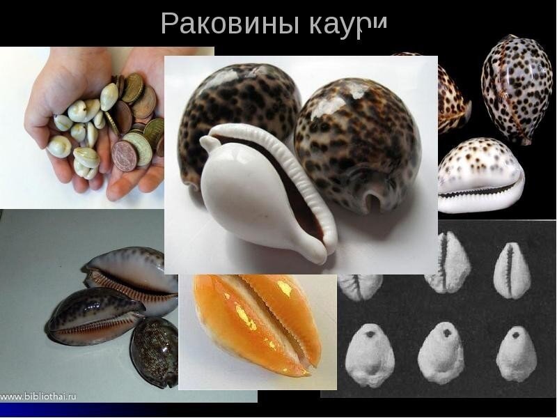 Деньги ракушки картинка