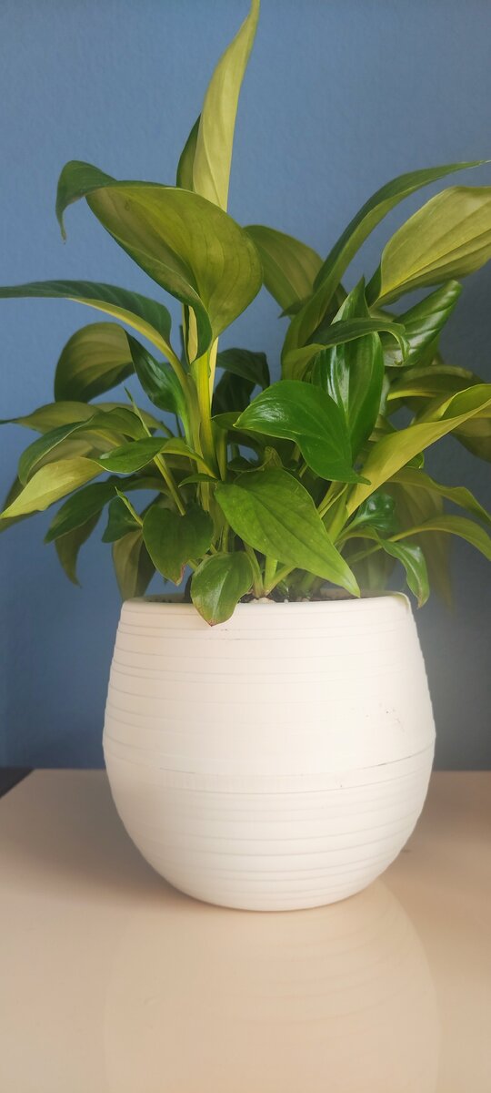 Люблю я свой спатифиллум не столько за цветы, которых кстати и нет с того момента, как мы с ним прошли адаптацию))) 