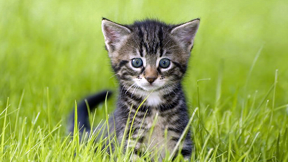 источник фото: 1freewallpapers.com