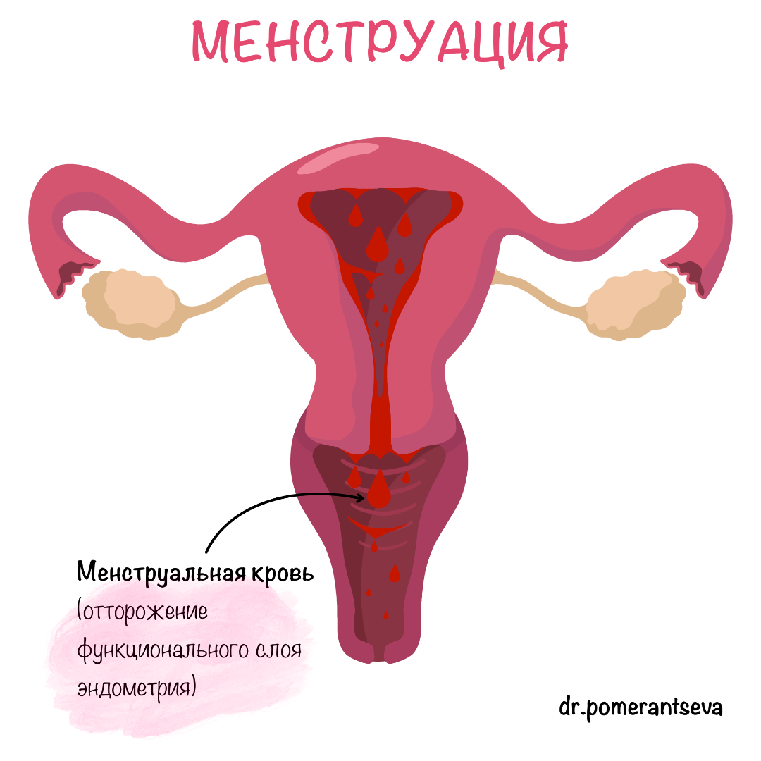 Менструация