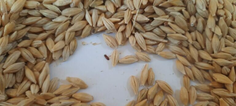    В Оренбуржье обнаружили более 143 тонн ячменя, зараженного булавоусым хрущаком Кристина Просвиркина