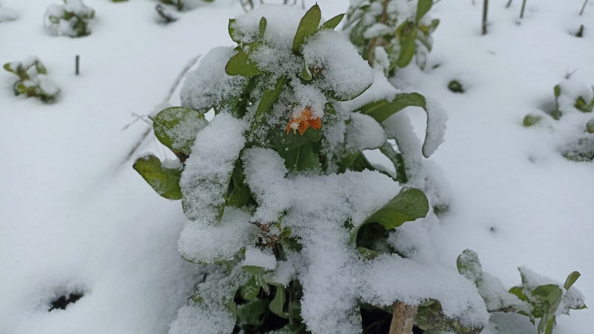 Календула в снегу