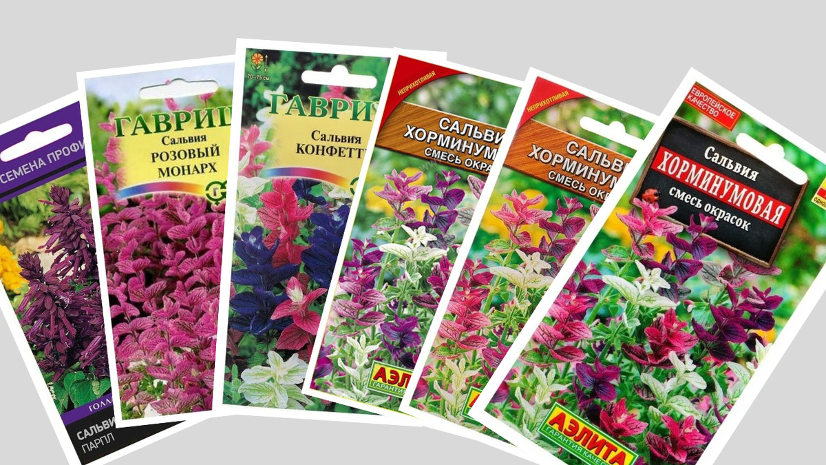 посмотрите, какое разнообразие расцветок сальвии сейчас можно купить!