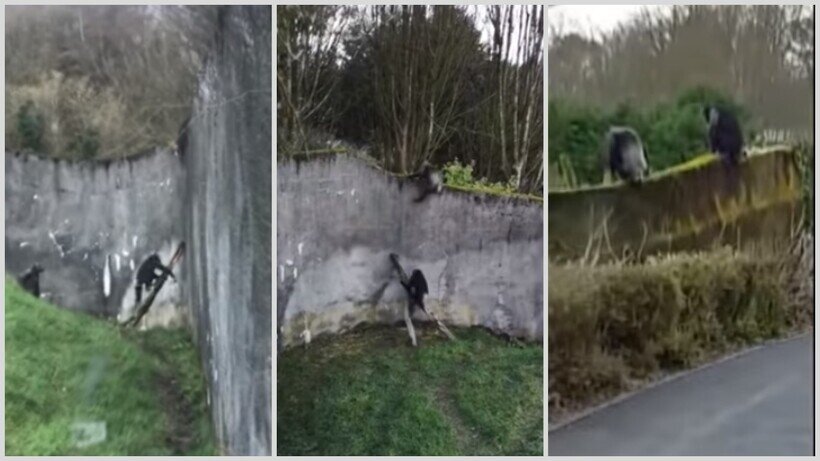    Видео: самые дерзкие побеги животных из зоопарков