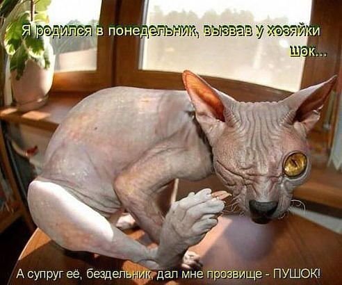 вы любите лысых котиков?