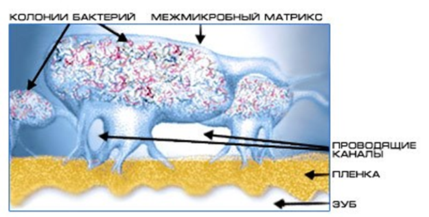 Схема биопленки полости рта