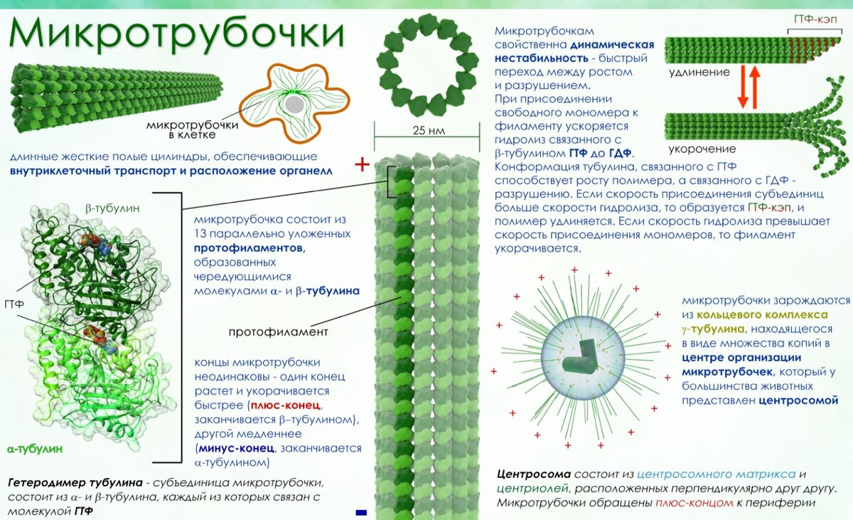 Микротрубочки – длинные жёсткие полые цилиндры, обеспечивающие внутриклеточную транспортировку и расположение органелл.